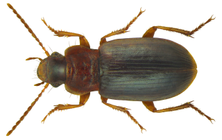 <i>Ophonus rufibarbis</i> Species of beetle