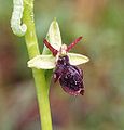 Ophrys × hybrida flower
