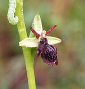 Ophrys × hybrida