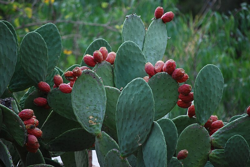 File:Opuntia - Para Hills surburban weed.jpg