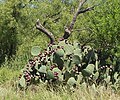 Opuntia engelmannii