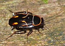Sundablatta sexpunctata Orange-spotted Cockroach (Sundablatta sexpunctata) (15640613011).jpg