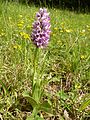 Orchis simia Germany - NSG Springenhalde, Ersingen