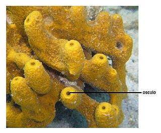Osculum Excretory structure in the living sponge