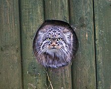 A pallas cat looks out of a hole in a wooden fence