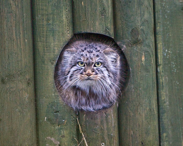 File:Otocolobus manul at WHF Marley Farm 3 - January 2009.jpg