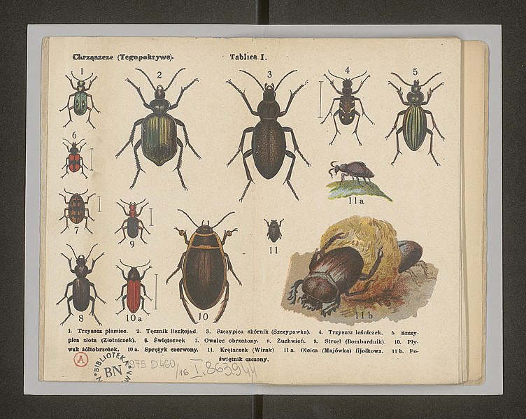 File:Owady - atlasik kieszonkowy 1904 (107024881).jpg