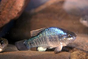 A kép leírása Owens pupfish (Cyprinodon radiosus) .jpg.