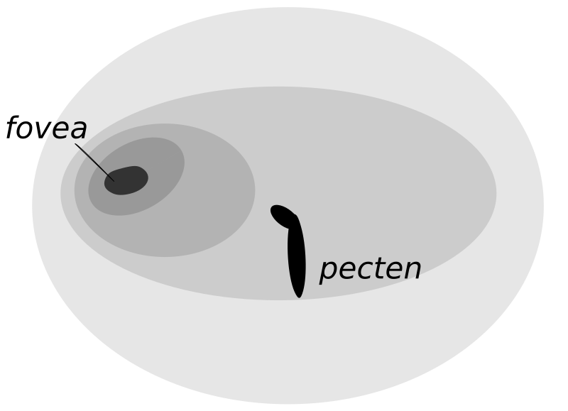 File:Owlretina.svg