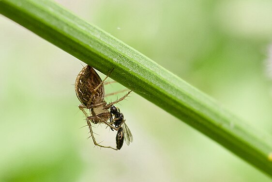 oxyopes spider (10mm) catching a hylaeus bee (8 mm)