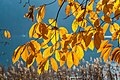 English: Autumnal castanea sativa leaves Deutsch: Herbstlaub der Edelkastanie