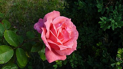 Rose / Upper Swabia