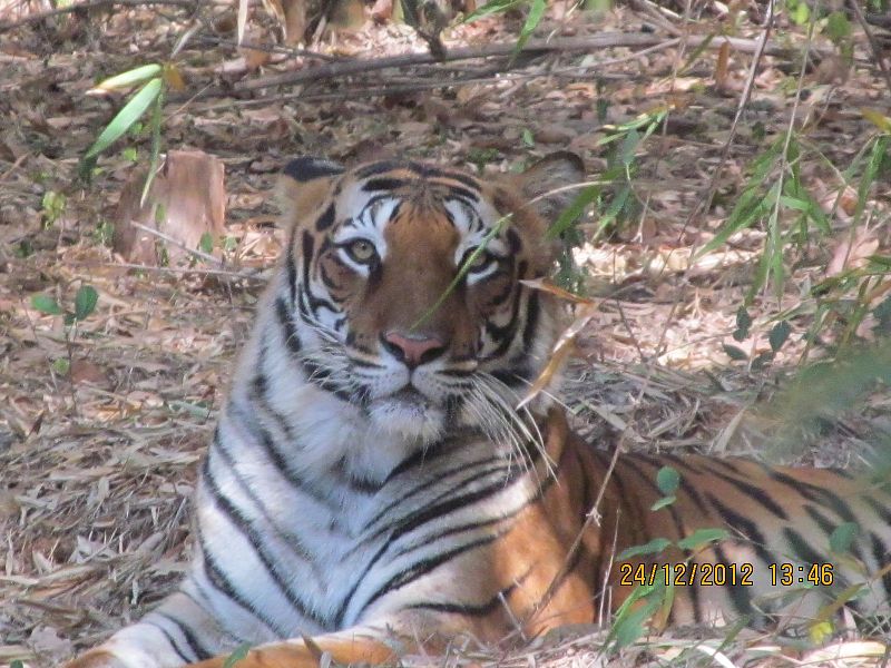 File:POSING TIGER.jpg