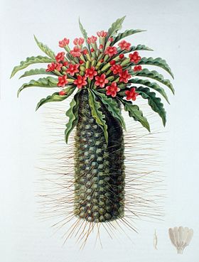 Pachypodium Namaquanum: Loài thực vật