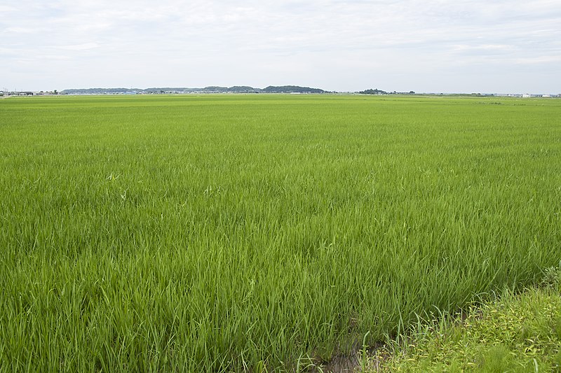 File:Paddy field in Inashiki, Ibaraki 01.jpg