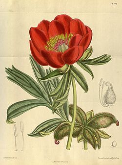 Paeonia Peregrina: Especie de planta