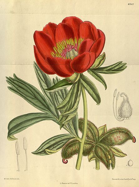 File:Paeonia peregrina 144-8742.jpg