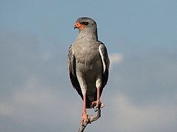 Яструб-крикун світлий (Melierax canorus)