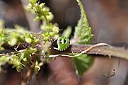 Junge Stinkwanzenlarve auf Brennessel.