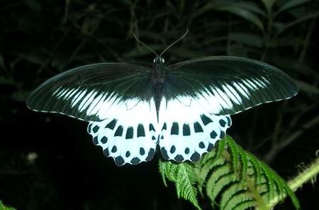 Papilio_polymnestor