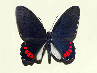 <i>Parides erithalion</i>