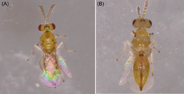 Quadrastichus mendeli