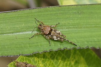 Unidentified Caelifera