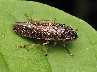 <i>Paraulacizes irrorata</i> Species of leafhopper