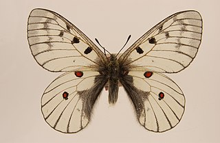 <i>Parnassius bremeri</i> Species of butterfly