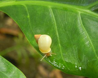 <span class="mw-page-title-main">Fat Guam partula</span> Species of gastropod