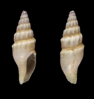 <i>Parviterebra</i> genus of molluscs