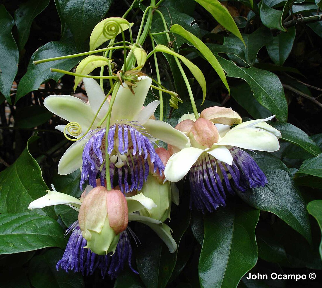 Passiflora popenovii