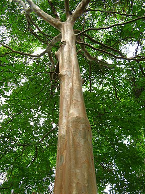 Descrição da imagem Pau mulato jardim botanico.jpg.