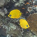 * Nomination Bluecheek butterflyfishes (Chaetodon semilarvatus), Temple, Sharm el-Sheikh, Egypt --Poco a poco 17:45, 10 April 2022 (UTC) * Promotion  Support Good quality. --Ermell 20:19, 10 April 2022 (UTC)