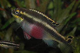 Самка Pelvicachromis pulcher