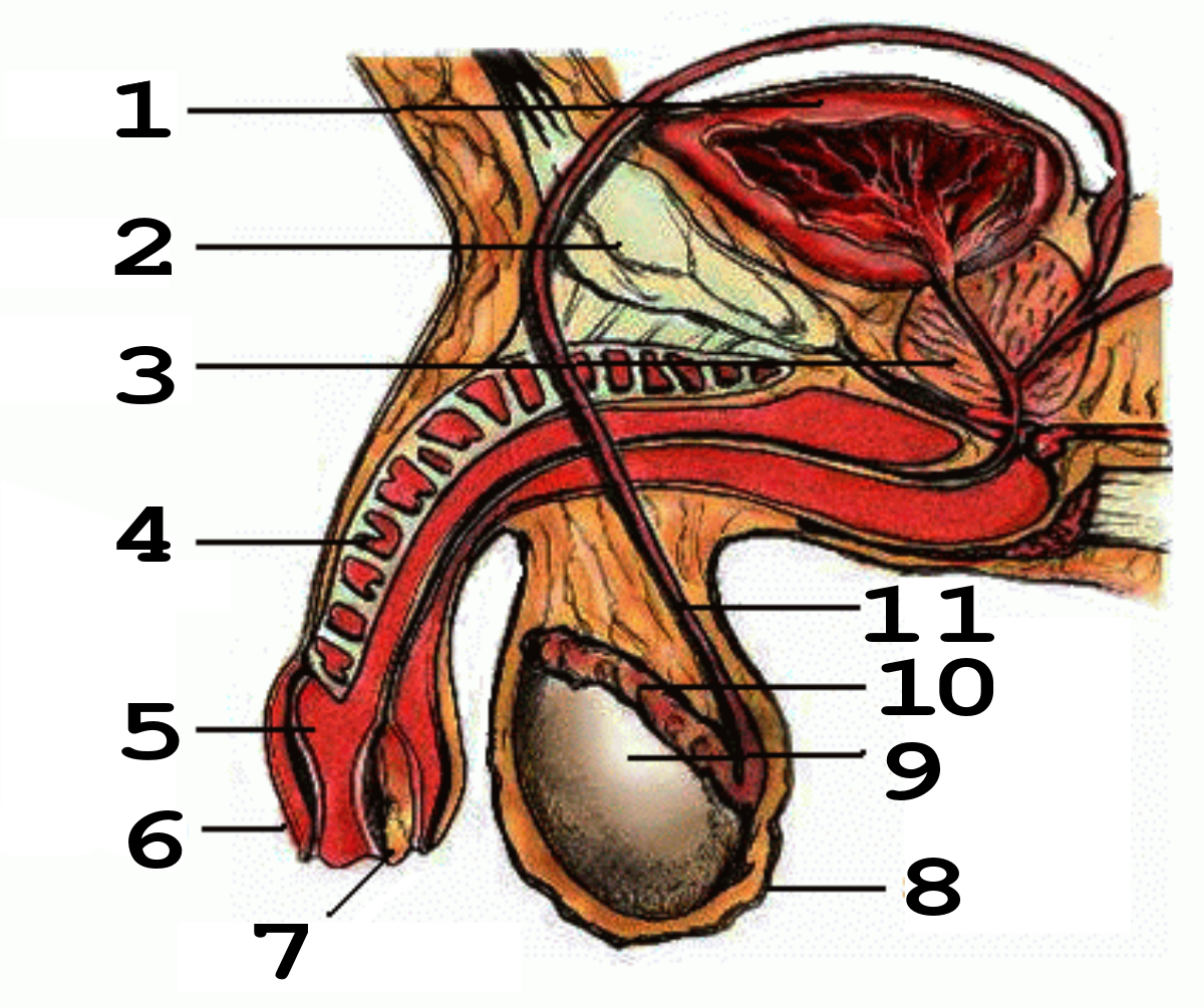 Анатомия Члена