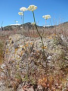 Yampa(h) (Perideridia gairdneri, Perideridia bolanderi u. a.) (die kleinen Knollen werden verwendet; nicht im Bild)