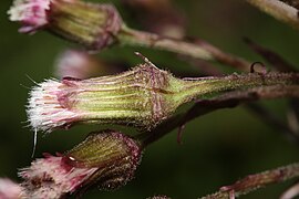 Petasites frigidus