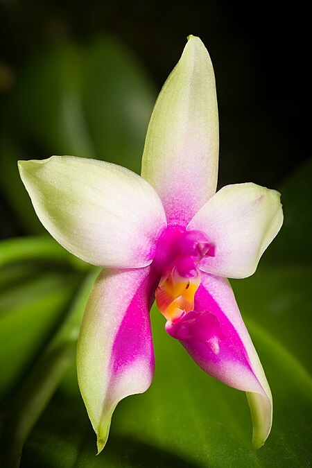 Phalaenopsis_bellina