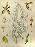 plate 264 Phalaenopsis mannii