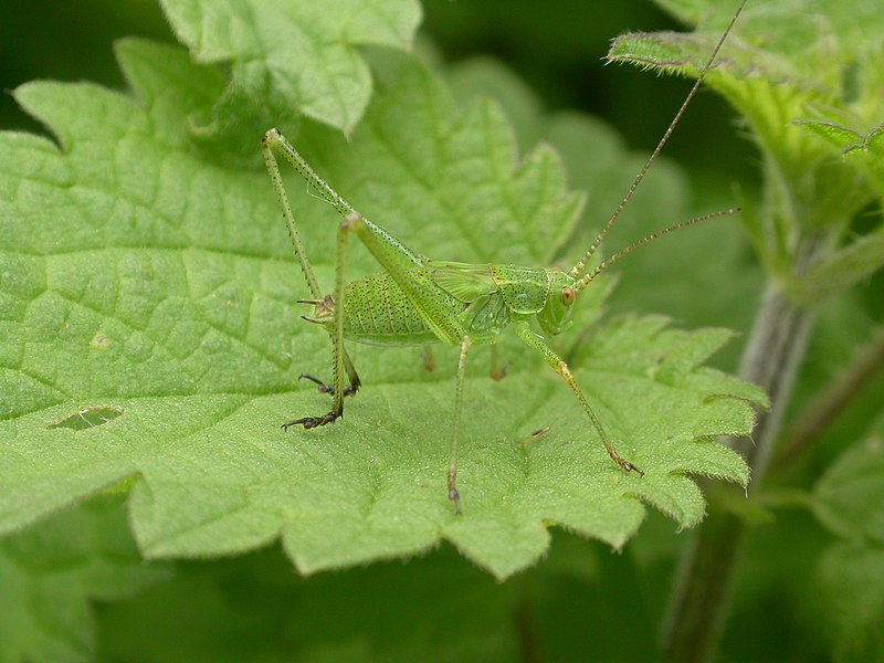 File:Phaneroptera falcata larva (2388208521).jpg