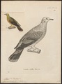 Phaps leucotis - 1700-1880 - Print - Iconographia Zoologica - Special Collections University of Amsterdam - UBA01 IZ15600281.tif