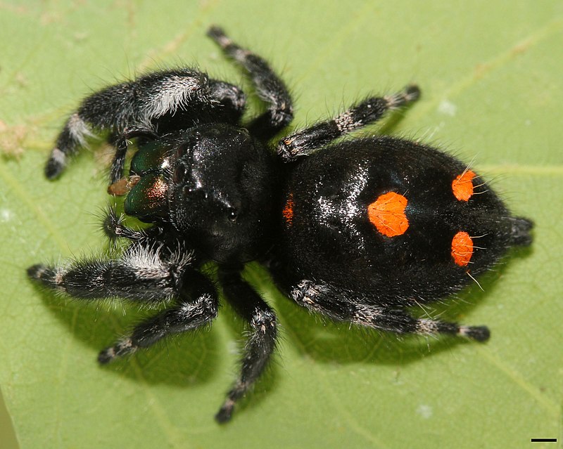 daring jumping spider