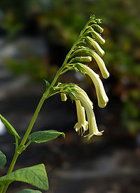 Phygelius Yellow Trumpet B.jpg