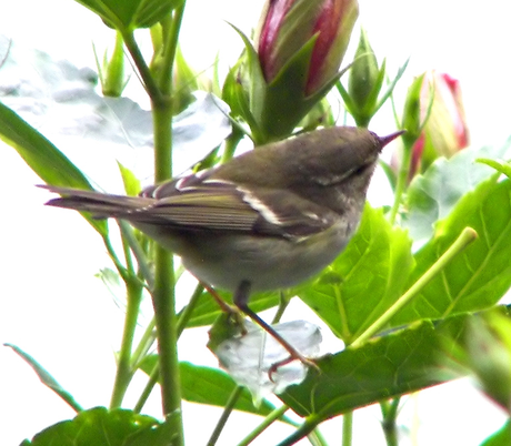 Phylloscopus inornatus