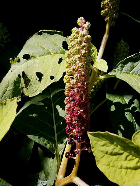 File:Phytolacca acinosa young fruits.jpg