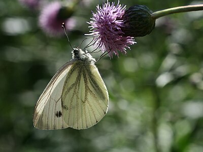 Pieris napi