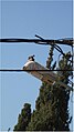 PikiWiki Israel 38285 pigeon.jpg