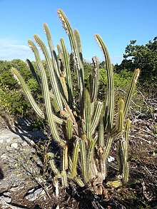 Pilosocereus curtisii 966446.jpg