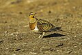 Pin-tailed sandgrouse